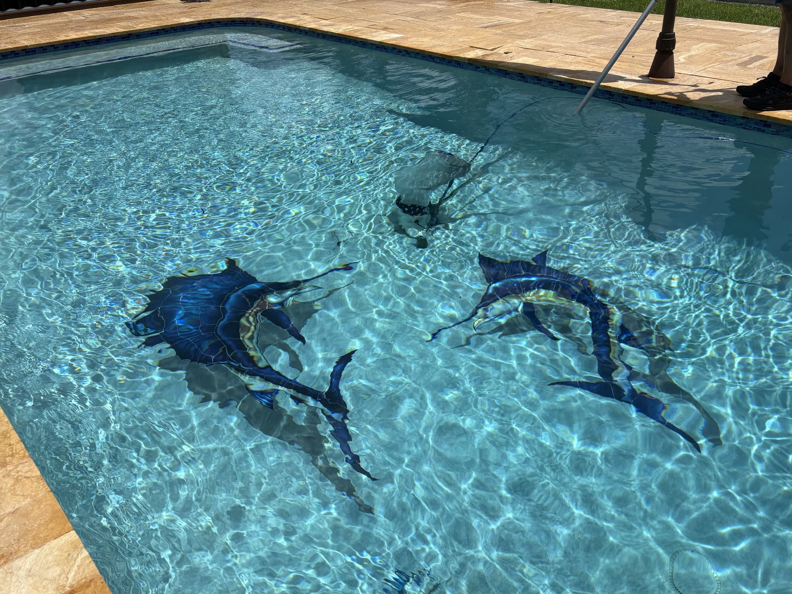 Crystal-clear client pool maintained by AquaSplash Pool Services